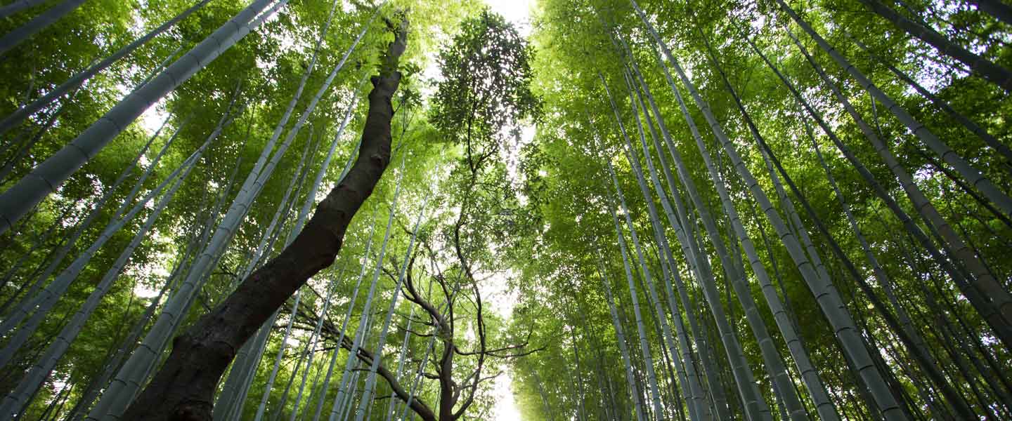 Picture of a forest from below