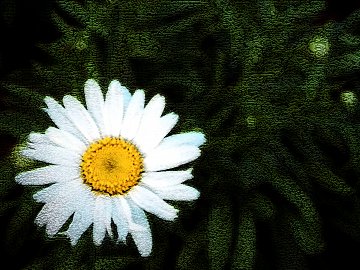 singledaisyhayesy